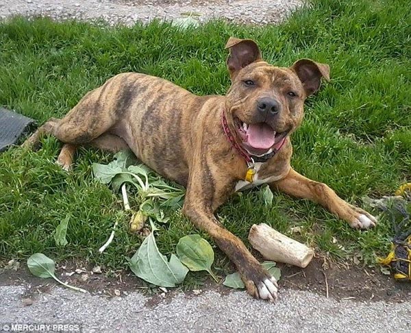 โชคดีของหมาไร้บ้าน "เจ้าเฟรยา" เมื่อไมเคิล เบย์ เลือกไปเล่นหนัง ทรานส์ฟอร์เมอร์ส ภาคใหม่แถมพร้อมรับเลี้ยงอีกด้วย