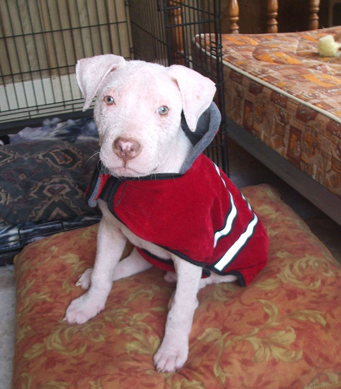 rescue-pit-bull-adopted-mange-mojo-18.jpg