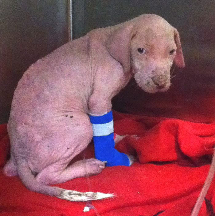 น้องหมา Mojo  ทุกข์ทรมานจากโรคเรื้อนใกล้ตาย เจอพระเจ้าตัวจริง ได้ชุปเลี้ยงรักษาจนหาย