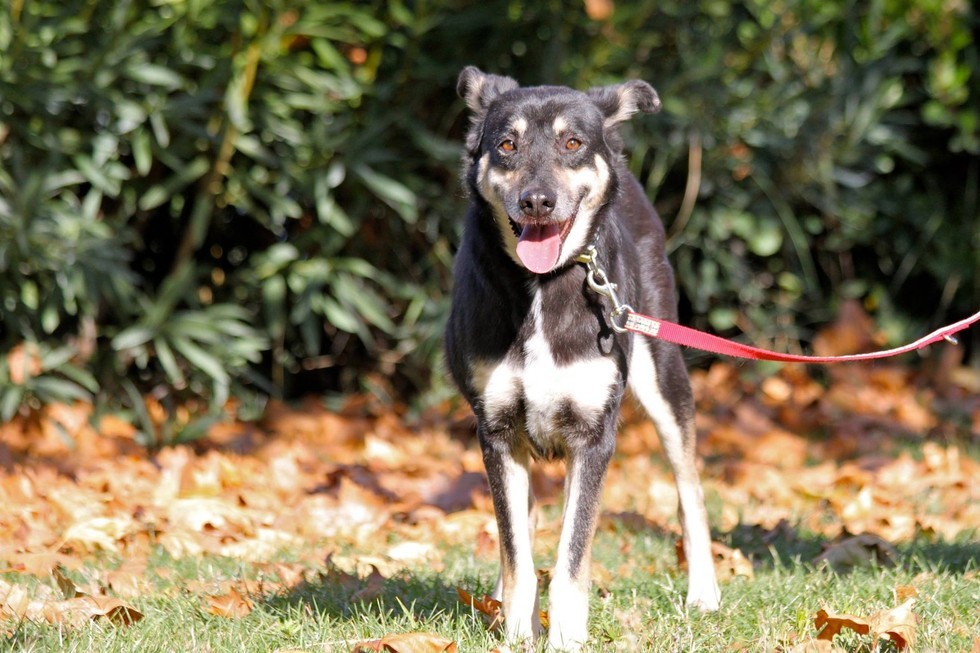 Petra สุนัขขี้เรื้อนเร่ร่อนข้างถนนสุดอัปลักษณ์ ได้มีชีวิตใหม่ หลังจากมีคนรับเลี้ยง สุดยอด