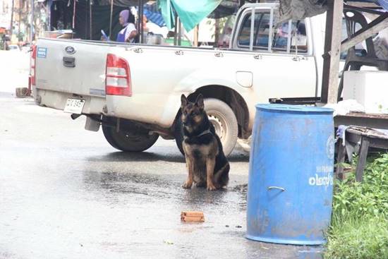 เศร้า..น้องกาแฟ สุนัขผู้กล้ารับใช้ชาติ ค้นหาทุ่นระเบิด ตายแล้ว จากโรคพยาธิในเม็ดเลือด