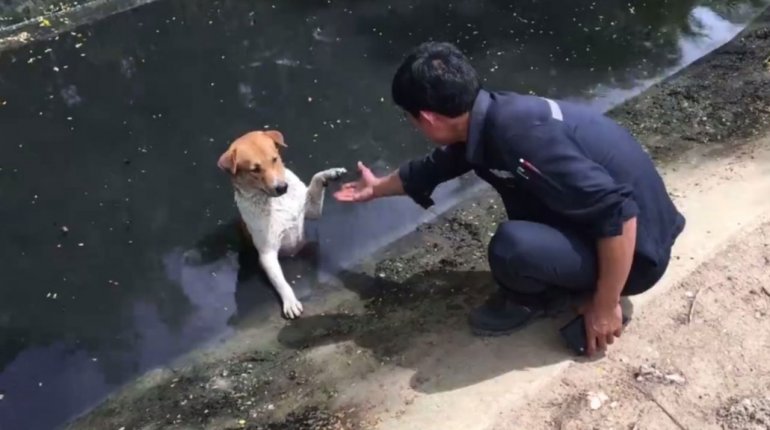 ช่วยผมด้วยนะฮับ! คลิปสุดซึ้ง ชายหนุ่มช่วยสุนัข ที่ยื่นมือมาให้ช่วย ติดเลนโคลนปีนขึ้นคลองไม่ได้