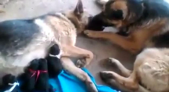 พ่อหมาบรรจงเลียหน้าแม่หมา หลังคลอดลูกน้อยจนหมดแรง ช่างเป็นคลิปที่อบอุ่นมาก