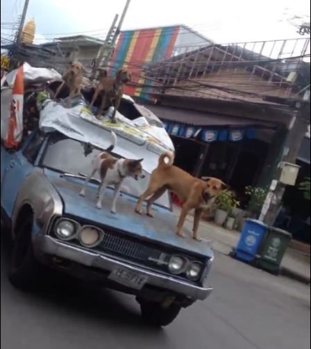 น่ารักปนอันตราย ! คลิปแก๊งสุนัขยืนสง่าท้าลม บนหน้ารถยนต์ที่กำลังขับช้าๆ เห่าอย่างอารมณ์ดี