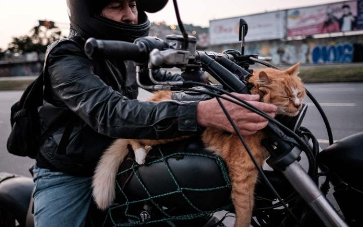 Chiquinho แมวในบราซิล ชอบซิ่งบิ๊กไบค์ เจ้านายขี่ไปไหนก็จะพามันไปด้วยนอนโต้ลมชิวๆ แถมชุดอย่างเท่ห์