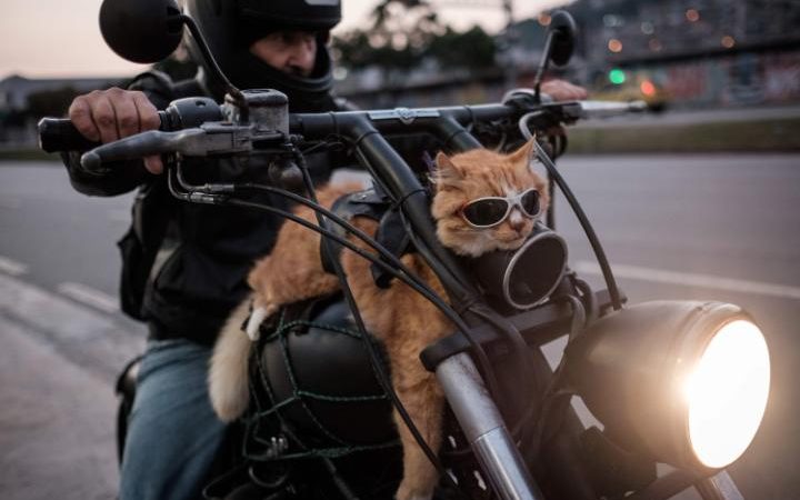 101167774_A_biker_shows_his_12-year-old_cat_Chiquinho_-which_always_rides_with_h.jpg