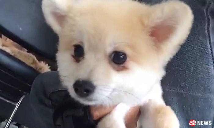 ใจร้ายมาก เจ้าของเมา ขว้างลูกสุนัขพันธ์ปอมใส่กำแพงที่กำลังจะไปเล่นด้วย จนตาบอด-ขาพิการ น่าเวทนาที่เชียงใหม่