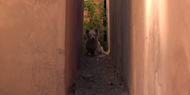 ครอบครัวหนึ่งย้ายบ้านและทิ้งหมาไว้เบื้องหลัง การช่วยเหลือมันจะทำคุณอิ่มเอมใจ น่ารักแบบนี้ทิ้งได้ลงคอ