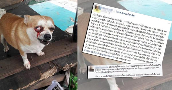 โชว์หลักฐานชัด ๆ สาวร้องช่วยชิวาว่าโดนตีตาหลุด คือเรื่องจริง ไม่ได้หลอกลวง!