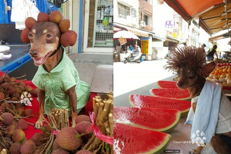 แม่ค้าจับน้องหมาแต่งตัว ในธีมผลไม้ตามฤดูกาล ช่วยขายผลไม้จนโด่งดัง แชร์ภาพสนั่น