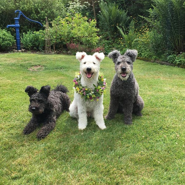 พูมิ Pumi สุนัขสายพันธุ์ใหม่ล่าสุดจากสมาคมสุนัขอเมริกัน AKC