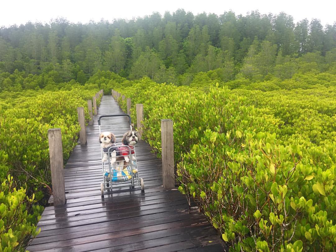 หมาทะเล พาน้องหมาเที่ยว ทุ่งโปรงทอง ปากน้ำประแส ระยอง พร้อมแนะนำที่พักหมาพักได้ ที่เที่ยวเมืองระยอง สัตหีบ ทริปนี้ซุปตาโบ้โนจัดให้