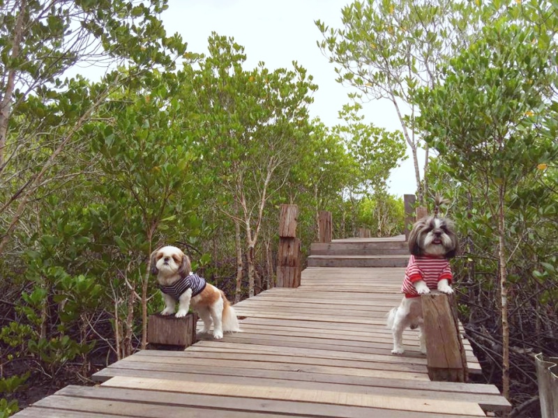 dogthailand.net02หมาทะเล-เที่ยวระยอง.jpg