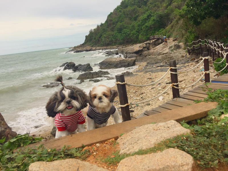 dogthailand.net03หมาทะเล-เที่ยวสัตหีบ.jpg