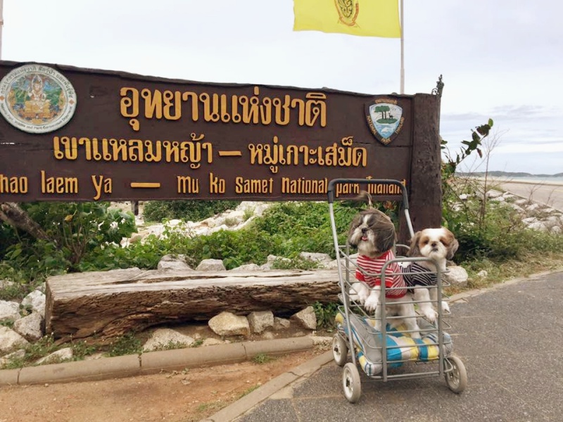 dogthailand.net06หมาทะเล-เที่ยวสัตหีบ.jpg