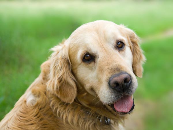 10   สายพันธุ์สุนัขใจดี เป็นมิตร อ่อนโยน เข้าได้กับทั้งเด็กเล็กและเด็กโต เลี้ยงไว้เป็นเพื่อนและผู้ดูแลเด็ก ๆ ที่บ้านได้