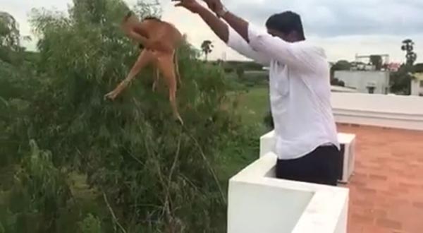 คลิป ชายอินเดียใจโหด โยนสุนัขลงพื้นจากดาดฟ้าตึก โลกออนไลน์รุมกันสาปแช่ง องค์กรพิทักษ์สัตว์ตามไล่ล่า