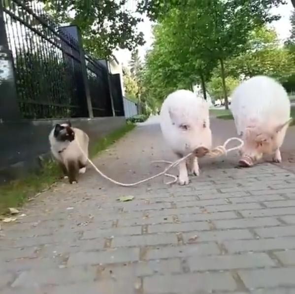 หมูอู๊ด ๆ คาบเชือกจูงเจ้าเหมียวไปเดินเล่น น่ารักน่าชัง แต่เหมือนจะเป็นแมวนะที่จูง คลิปน่ารัก