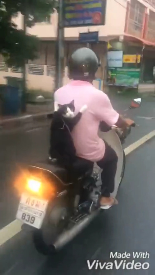 คลิปแมวน้อยซ้อนมอเตอร์ไซค์ บอกเลยท่าซ้อนสตรองมาก ! แชร์กันสนั่น ห้ามเลียนแบบนะ