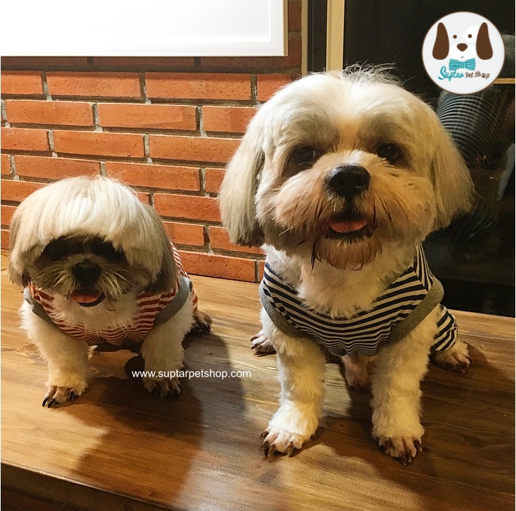suptarpetshop.com20160721-140559เสื้อสี่ขาน้องหมา.jpg