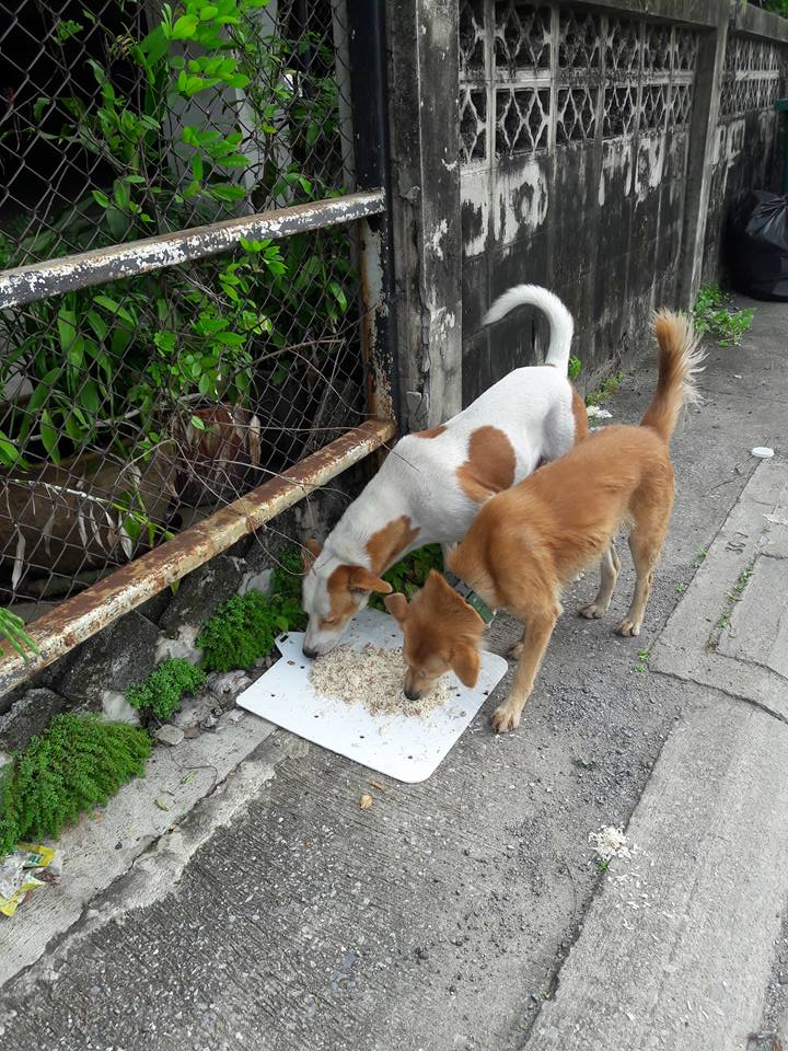 ตาลหมายิ้ม หมาจรจัดดังในโลกออนไลน์ เสียชีวิตแล้ว! ถูกงูเห่ากัดจนตาย คนรักหมาเศร้า