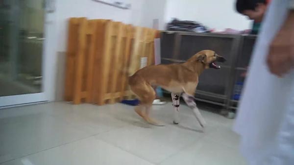 ชีวิตใหม่ "เจ้าโคล่า" มะหมาที่ถูกคนใจโหดตัดขาหน้าหตุเพราะไปกัดรองเท้า กับวันนี้ที่เดินได้อีกครั้งแล้ว มีคลิป