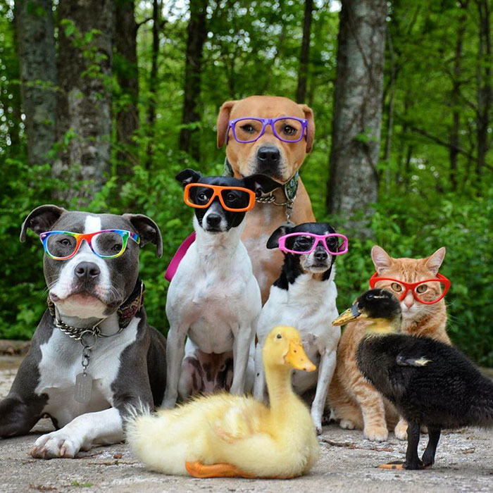 unusual-animal-friendship-dogs-cat-ducks-kasey-and-her-pack-15a.jpg