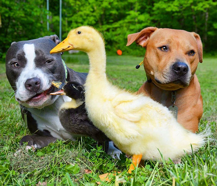 unusual-animal-friendship-dogs-cat-ducks-kasey-and-her-pack-30.jpg