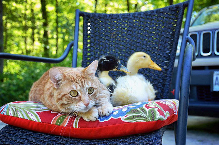 unusual-animal-friendship-dogs-cat-ducks-kasey-and-her-pack-46.jpg