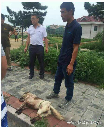 จิตใจทำด้วยอะไร คนขับผูกหมาท้ายรถให้วิ่งตาม จนสิ้นใจตายกลางถนน ตร.รวบตัวคนใจร้ายได้ทันที!