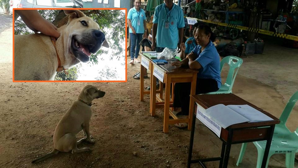 ช่วยกันแชร์! เจ้าของประกาศหาน้องหมาหน้าคูหา เหตุพลัดหลงหลายสัปดาห์ เจออีกทีเป็นภาพดังวันประชามติ