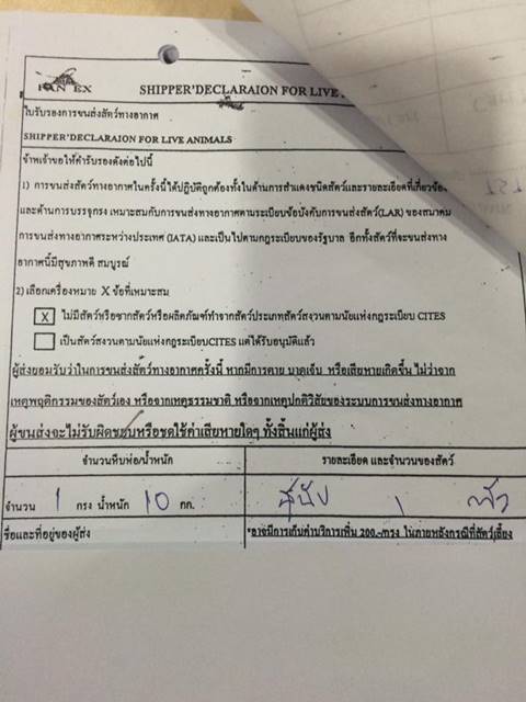 พนักงานคาร์โก้ ขอชี้แจงความจริงกรณีหมาตาย ลั่นเจ้าของพูดความจริงครึ่งเดียว ส่งสัตว์มา 8 ปีมีสุนัขตายมาแล้ว 7-8 ตัวเท่านั้น