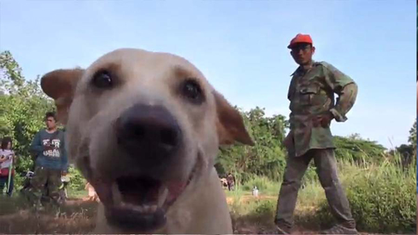 สุดเศร้า หมาแสนรู้วิ่ง พยายามเห่า หาคนมาช่วยเจ้านายตัวเองที่หน้ามืดจมน้ำ แต่ช่วยไม่ทันจมน้ำดับ