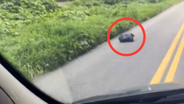 โชคดีสุดๆ สาวขับรถไปทำงานเจอถุงดำดิ้นได้ เปิดมาเจอลูกหมา เลยเก็บมาเลี้ยง หน้าตาน่ารักด้วย