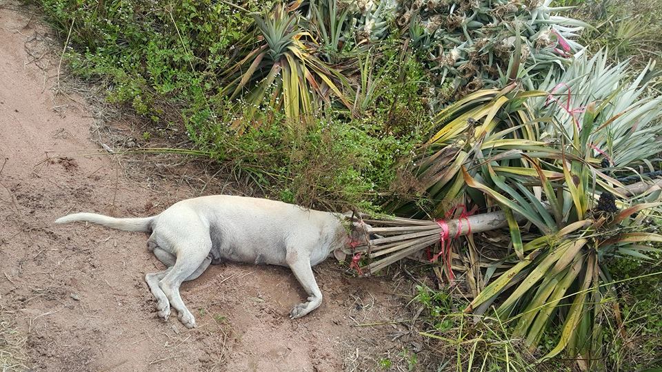 เตือนภัย !! เครื่องมือจับหมา เอาไปกินจากพวกต่างด้าว จับได้ทั้ง หมา แมว