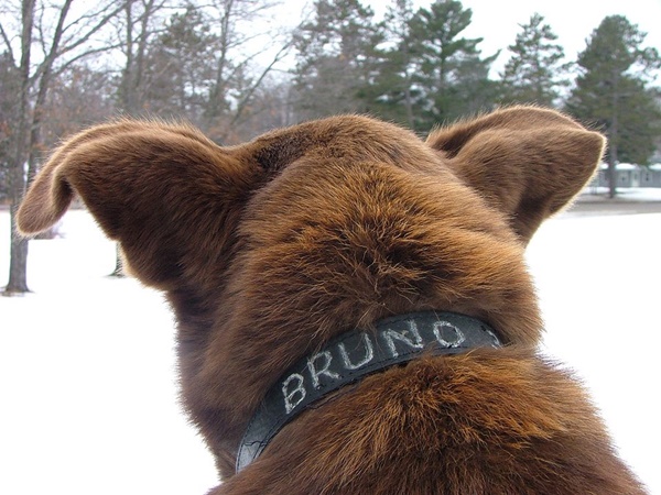 Bruno5.jpg