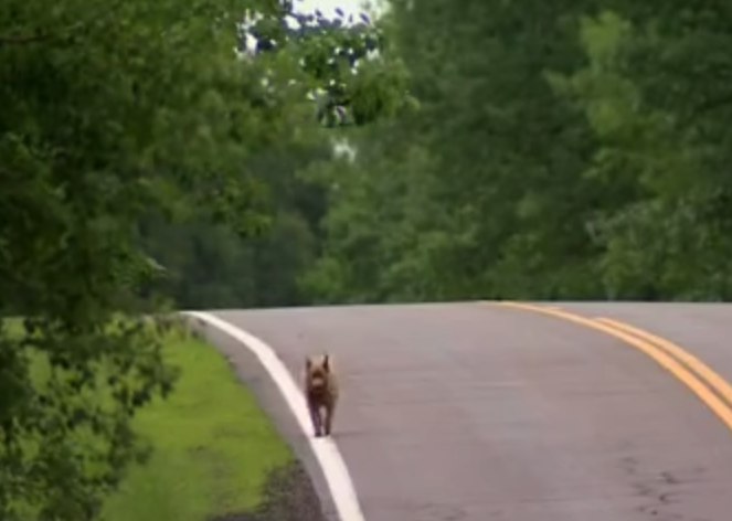 น้องหมาตัวนี้เดินไกลกว่า 6 กม. ทุกวัน มานาน 12 ปี เพื่อทักทายทุกคนในเมือง เพื่อ