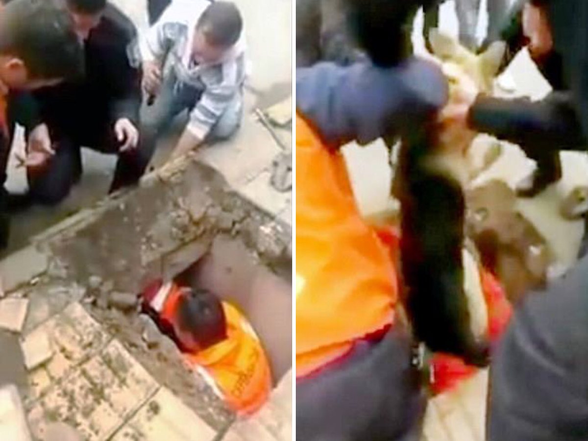 หมาอัลเซเชียน ถูกพบหัวโผล่ติดช่องระบายน้ำริมถนน จนท.ต้องทุบคอนกรีตช่วยออกมาได้ คาดมันหลงใต้ท่อนาน 4 วัน