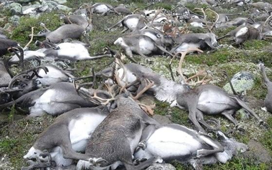 107042714_Some_323_dead_wild_reindeers_struck_by_lightning_are_seen_littering_a_.jpg