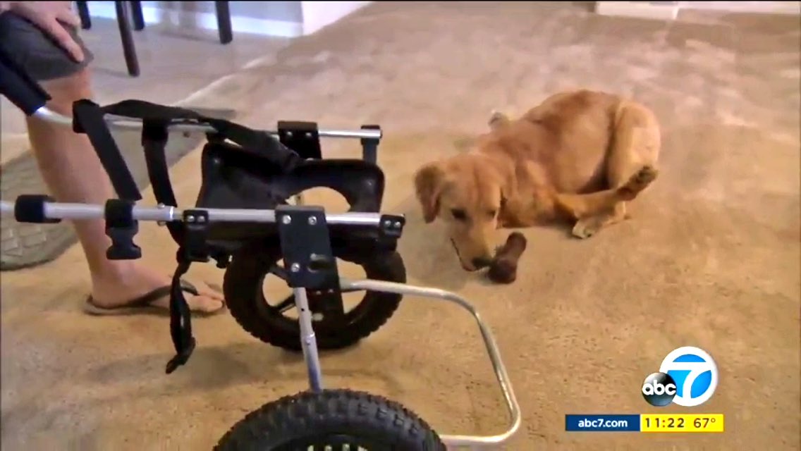 Rexi หมาโกลเด้นพิการ2ขาหน้าบิดไปข้างหลังจนเดินไม่ได้ แม้จะมีคนแนะให้ตัดขาหรือทำให้มันตาย แต่เจ้าของก็ไม่ยอมแพ้