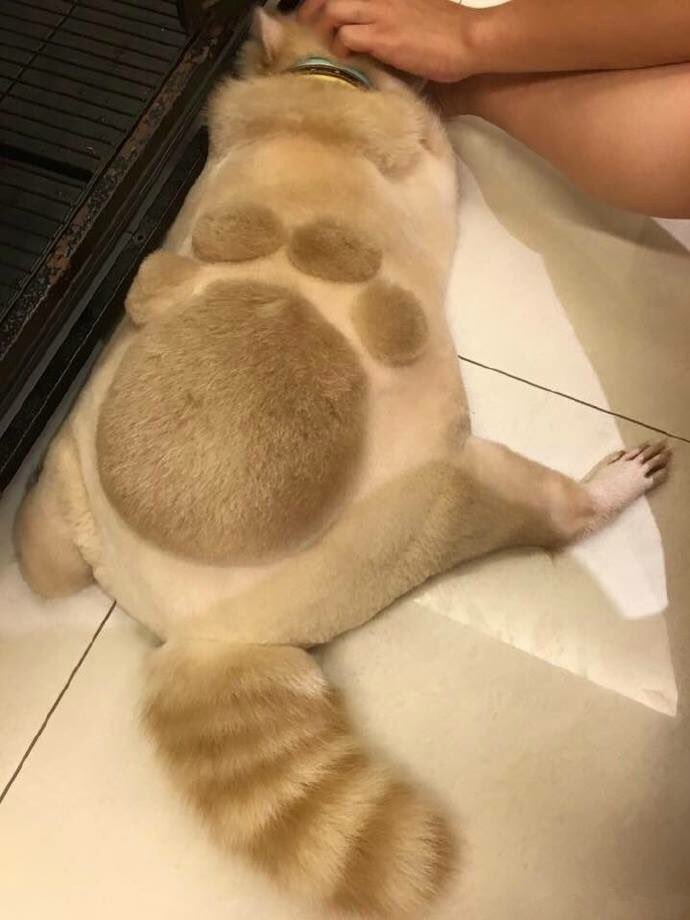 แฟชั่นตัดขน อุ้งเท้าหมา เท้าหมา ระบาดไปหาแรคคูนแล้ว น่ารักมากๆ