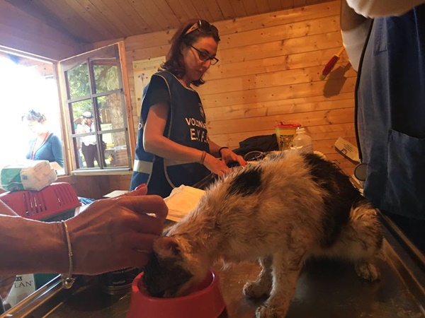 พบแมวรอดชีวิตจากแผ่นดินไหวในอิตาลี หลังติดใต้ซากตึก 6 วัน เจ้าของตื้นตันไม่เหลืออะไรนอกจากแมว