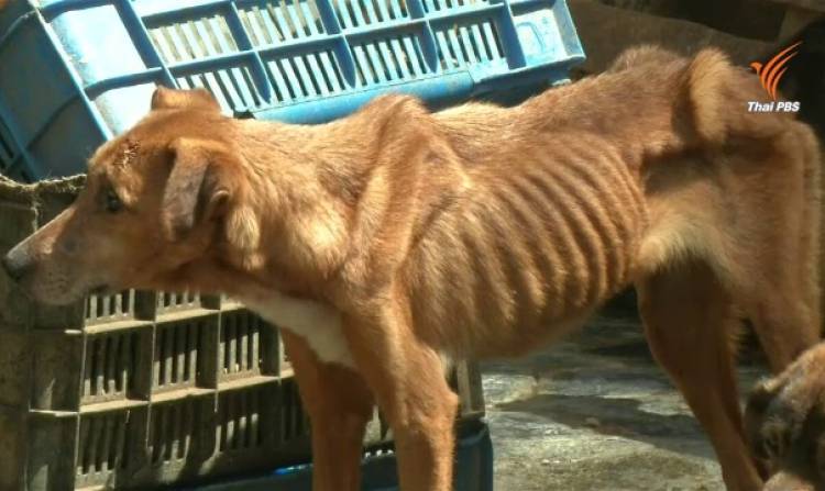 เศรษฐกิจทำพิษ! ชาวเวเนฯ แห่ทิ้งสุนัข เพราะไม่มีเงินเลี้ยง คนเลี้ยงหมาเห็นข่าวแล้วเศร้ามาก