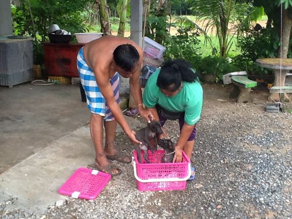 โลกออนไลน์ช่วยกันแชร์ ! ตามหาแม่หมาขาพิการ คลานคาบอาหารให้ลูกน้อยช่วยเหลือ ล่าสุดแม่สุนัขตายแล้ว เหลือเพียงลูกน้อย