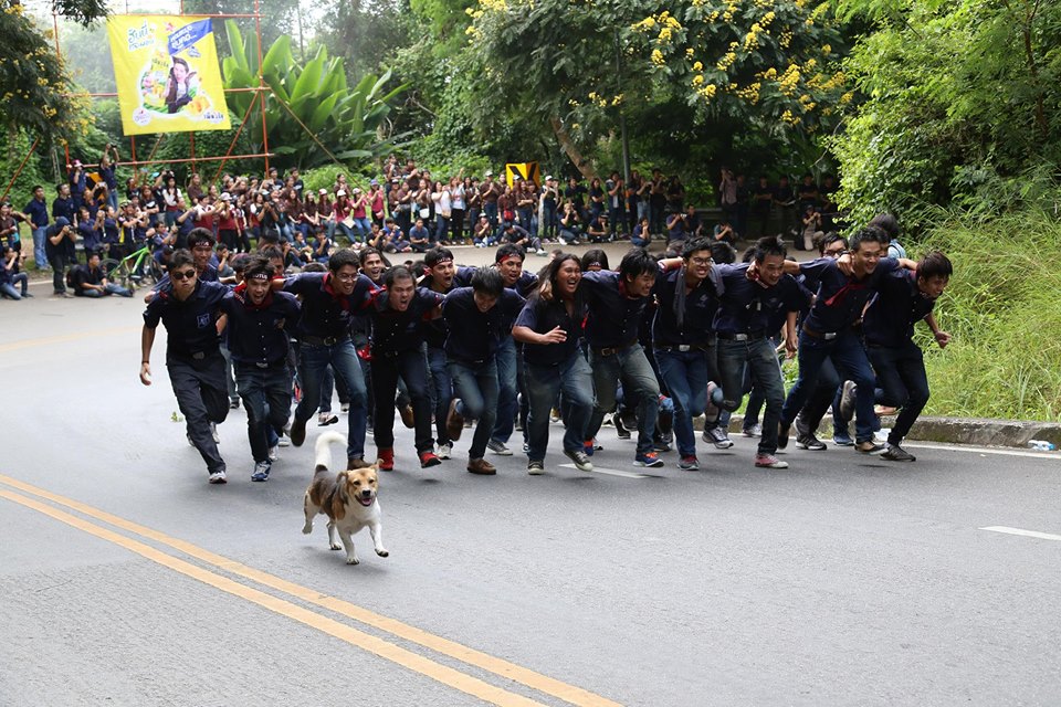 พี่เตี้ย สุนัขเซเลบประจำคณะวิศวกรรมศาสตร์มช. ร่วมวิ่ง รับน้องขึ้นดอย 2559 ดังใหญ่แล้ว