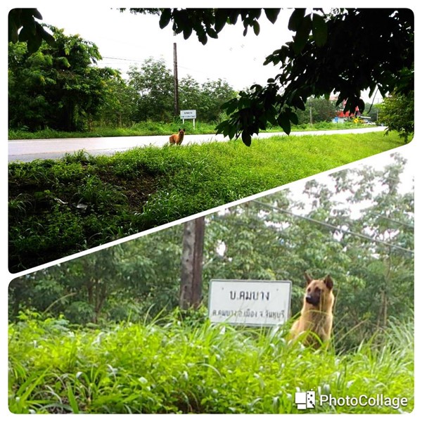 เจอแล้ว ! เจ้าของลัคกี้ สุนัขตกรถ สุนัขนั่งรอเจ้านายริมถนน เผยเตรียมรับกลับบ้าน