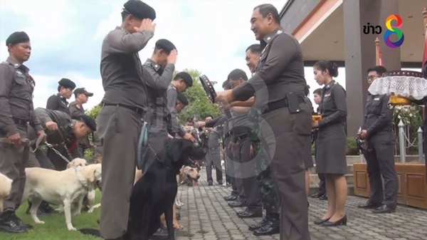 ยินดีด้วย ภาพพิธีประดับยศสุนัขตำรวจดมกลิ่นยาเสพติด 111 ตัว ครั้งแรกในไทยหลังปฏิบัติหน้าที่อย่างเต็มความสามารถ