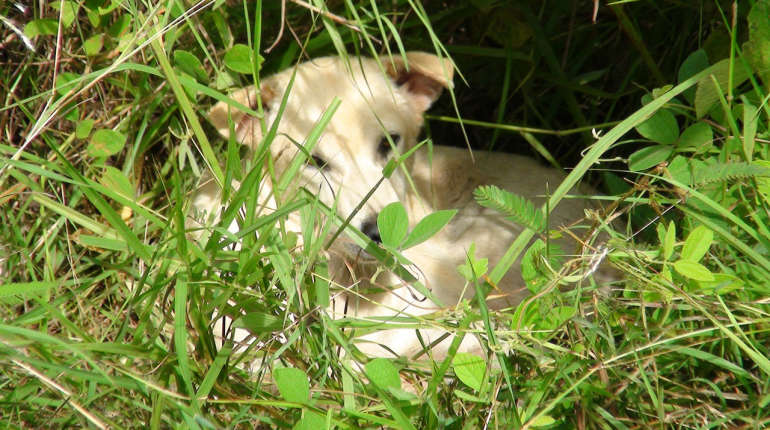 เห็นแล้วเวทนา เจออีก น้องหมารอเจ้าของ! นอนสั่นข้างถนน ไม่ยอมกินอาหาร-น้ำดื่มที่ คนเอามาให้ คนสงสารทำป้ายบอก