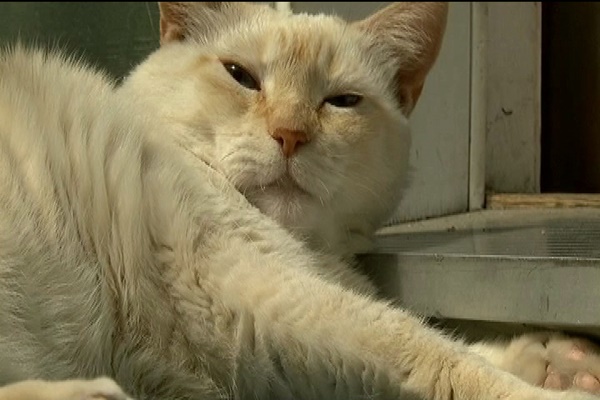 โหดกว่าหมา ! เหมียวอันธพาลโดดฟัดฝูงหมาพันธุ์พิทบูล ฝากรอยเล็บไว้เต็มหน้า