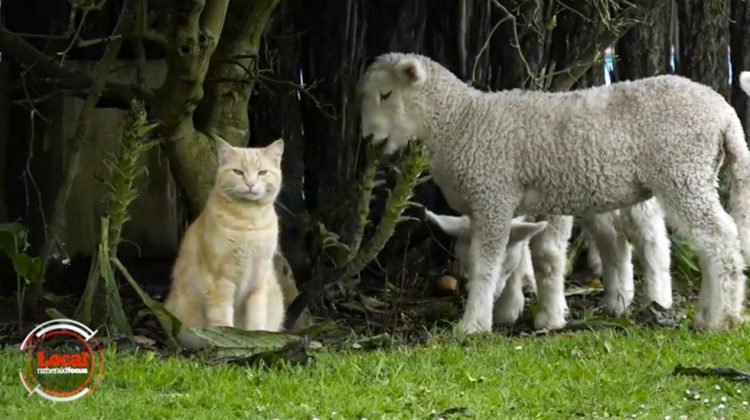 lambs-follow-cat-everywhere2-750x420.jpg